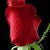 Elizabeth Zaniboni's profile image