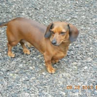 Marcie Burk's profile image