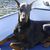 Patricia Seekman Dentler's profile image