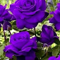 Mariaelena Aroche's profile image