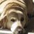 Colleen Rott's profile image