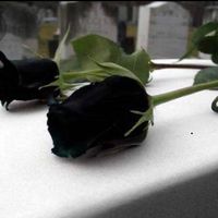 Ana Esquivel's profile image