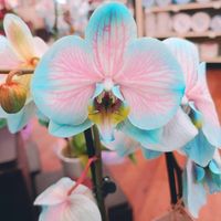 Manuela Concepcion's profile image