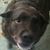 Destry Thomeczek's profile image