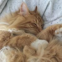 Gail Fancher's profile image