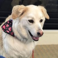 Bella Tomsdotter's profile image