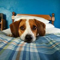 Jean Ferullo's profile image