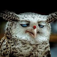 Linda Lane Bacon's profile image