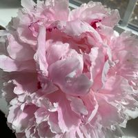 Cindy Grillot's profile image