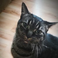 Brittney Lambert's profile image