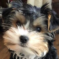 Dawan Przano's profile image