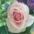 Nena Smith's profile image