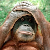 Jerry Chado's profile image