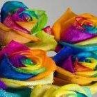 Rosetta Stevens's profile image