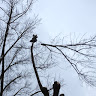 Rogue Valley Tree C.'s profile image