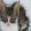 Martika P.'s profile image