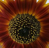Teresa Lubic's profile image