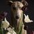 Kathryn D Bevis's profile image