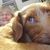 Angie Robb Nixon's profile image