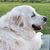 Shanon Desy's profile image
