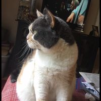 Sheena Hudson's profile image