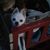 Joanna Ellis's profile image