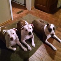 Sandy-Deno Tuck's profile image