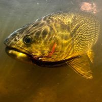 Brady Crouch's profile image