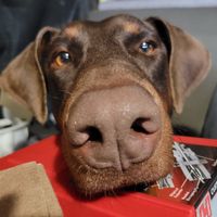 Claudia Bourgeois's profile image