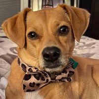 Sheryl Bordelon Brosonski's profile image