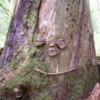 Carmen Bedard's profile image