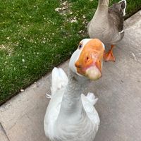 Loralie Cuff's profile image
