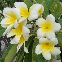 Macal Wadsworth-Deneve's profile image
