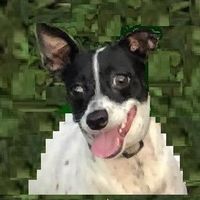 Jc Dandurand's profile image