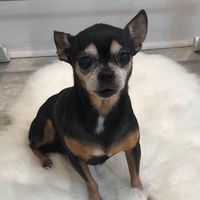 Susan Murphey's profile image