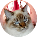 Karen Zellmer's Profile Image
