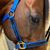 Karissa Fronk's profile image
