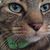Suzi Scheller's profile image