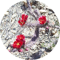 Laurinda Harmon's Profile Image