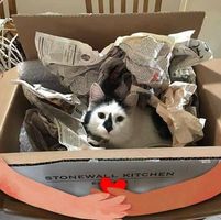 Kathleen Chenevert-borek's profile image