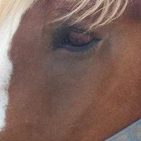 Brenda Lauder's profile image