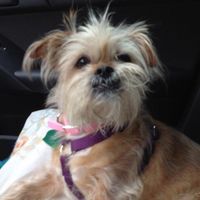 Holly Hamilton Vaughan's profile image