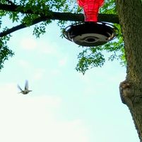 Loraine Picciuolo Donaldson's profile image