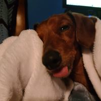 Karen Reed Dixon's profile image