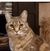 Janice Bradshaw's profile image