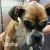 Marie Cosimato-Mehalik Goodale's profile image