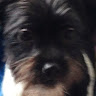 porolle v.'s profile image