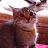 Debra Skiles's profile image