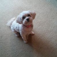 Jo Behm's profile image