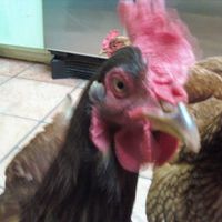 Telvin Melf's profile image